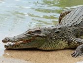 تمساح يلتهم طفلا فى العاشرة من عمره خلال عبوره نهر غرب الفلبين