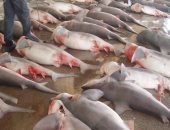 تونس ثانى أكبر صائد لسمك القرش فى المتوسط