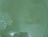 اختلاط مياه الشرب بالصرف الصحى مشكلة أهالى شارع فوزى القصبى بالمنيب