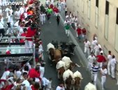 مصارعة الثيران.. شوارع بامبلونا الإسبانية تاريخ من المطاردات المثيرة.. فيديو
