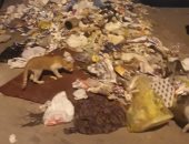 قارئ يشكو من انتشار القمامة بشارع نجاتى سراج بوسط القاهرة