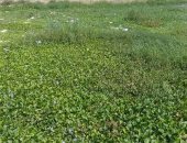 أهالى قرية المصلوب ببنى سويف يطالبون المسئولين بتطهير نهر النيل