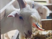 ماعز تحقق نجومية كبيرة.. "بيلى" يبتسم للكاميرا دائما ويمتلك شعرا مميزا