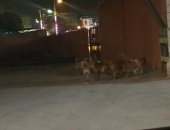 أضبط مخالفة.. انتشار الكلاب الضالة فى شوارع بالمحلة