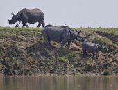 وزيرة البيئة بجنوب أفريقيا: نتحرك لمكافحة صيد "وحيد القرن"