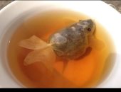 لمحبى الشاى.. باكيت على شكل سمكة لإضفاء حالة من المرح