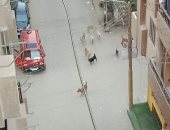 اضبط مخالفة.. الكلاب الضالة تحتل شوارع منطقة الفلل ببنها.. صور