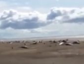 فيديو.. نفوق 50 حوتا بسبب موجات المد والجزر فى غرب أيسلندا