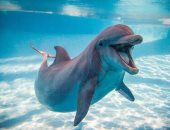 صور.. تعرف على حياة دلافين البحر الأحمر × 10 معلومات 