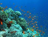 شاهد.. شعاب "كارلوس ريف" بالغردقة مقصد الأوربيين لمشاهدة الكهوف المرجانية