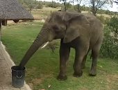 فيل صديق للطبيعة.. يجمع مخلفات رماها البشر ويلقيها فى سلة القمامة.. فيديو