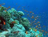55 صورة تبرز جمال شواطئ البحر الأحمر.. وكائنات البحرية عالم آخر تحت الماء