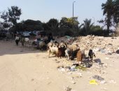 قارئ يشكو انتشار القمامة بكورنيش النيل فى حلوان.. ومطالب بإزالتها