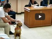 صدق أو لا تصدق.. كلب "يقاضى" صاحبه بسبب التعذيب فى أمريكا اللاتينية