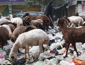 لو هضحى السنة دى خلى بالك من "الجلالة" اللى بتاكل الزبالة.. الرسول حرم أكلها وشرب لبنها وركوبها.. دار الإفتاء: لا يجوز ذبحها إلا بشرط أن تتطهر من النجاسة بحبسها وعلفها أكل طاهر.. وأزهرى من يضحى بها وهو يعلم آثم