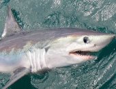 أسماك القرش تتعرض للتهديد بسبب وجود موائلها الطبيعية فى مناطق الصيد 