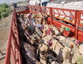 صور.. الهجن المصرية تبدأ رحلة السفر للمشاركة فى بطولة الطائف