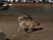 شكوى من انتشار الكلاب الضالة فى شارع عز الدين بحى شبرا الخيمة