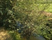 مطالب بتطهير ترعة بنى هلال بسوهاج من المخلفات