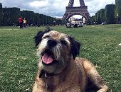 عيشة ملوكى.. "بيتى" كلب قضى سنتين من عمره فى زيارة معالم أوروبا.. صور