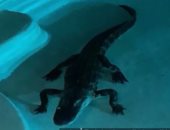 كيف تتصرف إذا استيقظت لتجد تمساحًا داخل حمام السباحة الخاص بك؟.. فيديو