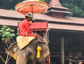 سياح أستراليون يطالبون بحذر ركوب الأفيال فى تايلاند .. اعرف السبب؟