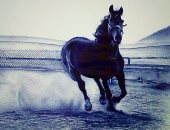 قارئ يشارك "صحافة المواطن" برسومات مميزة باستخدام القلم الرصاص