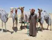 صور.. المصرى الفائز بسباق هجن الرياض يستعد لخوض سباق ولى العهد بالطائف