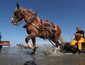 انطلاق مهرجان صيد الجمبرى بالخيول بدلا من المراكب فى بلجيكا