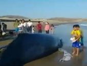 فيديو.. صيادون يساهمون فى عملية إنقاذ حوت بطول 10 أمتار بـ"بيرو"