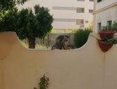 صور ..قرود هاربة وسط مدينة أسوان.. و"الطب البيطرى" يبحث عن مصدرها 