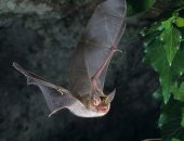 الخفافيش تستخدم أوراق الشجر مثل المرايا لتحديد مكان الفريسة فى الظلام