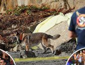 صور ..العالم هذا الصباح.. حملة رئيس بوليفيا لحشد مؤيديه قبل انتخابات الرئاسة فى سانتا كروز.. انهيار منحدر على شاطئ إنسينيتاس بولاية كاليفورنيا.. احتفالات المتظاهرين بالاستقالة الرسمية للحاكم السابق لبورتوريكو