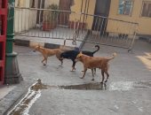 صور.. شكوى من انتشار الكلاب الضالة فى منطقة الحسين بالقاهرة