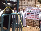 تدعيم الوادى الجديد بلحوم أضاحى وتجهيز عرائس بقيمة 670 ألف جنيه