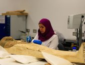 مدير الشئون الأثرية بالمتحف الكبير: عرض 3 توابيت لـ توت عنخ آمون  لأول مرة