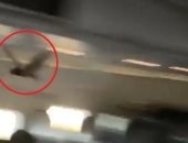 فيديو.. خفاش يثير الرعب ويفاجئ المسافرين على متن طائرة أمريكية