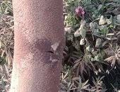 انقطاع الكهرباء عن أعمدة طريق العزب البحرية بالقليوبية