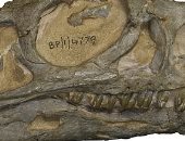 دراسة حديثة تحدد نوع جديد من فصيلة الديناصورات البالغ عمرها 200 مليون سنة  