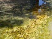 المعهد الأزهرى ببلقاس يغرق فى مياه الصرف الصحى