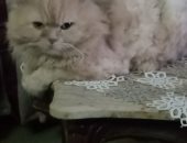 فى اليوم العالمي للقطط.. "ايهاب" يشارك بصورة قطه كوكي 