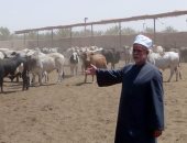 الاوقاف :عائدات صكوك الأضاحى تتجاوز 65 مليون جنيه 