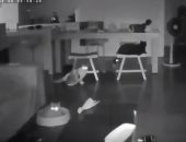 شاهد.. ماذا فعلت القطط عند حدوث زلزال فى تايوان 