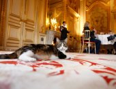 يوم القطط العالمى.. شاهد كيف احتفلت الخارجية الفرنسية بـ"قط" الوزارة