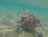 العلماء يستخدمون السلاحف البحرية لقياس التغييرات في درجة حرارة المحيطات