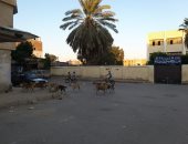 شكوى من انتشار الكلاب الضالة فى منطقة فيصل بمحافظة السويس