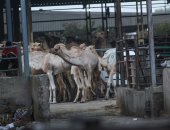 المجارز فى انتظار أضاحى العيد