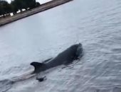 فى فيديو لطيف.. دولفين يلعب بـ"قنديل البحر" ويلقيه فى الهواء