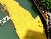 63 ألف بطة مطاطية تسبح فى نهر شيكاغو لجمع أموال لمسابقة خيرية - صور
