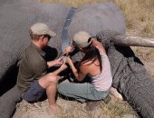 ميجان وهارى يحتفلان باليوم العالمى للفيل بصور من زيارتهما لبوتسوانا.. شوف الصور